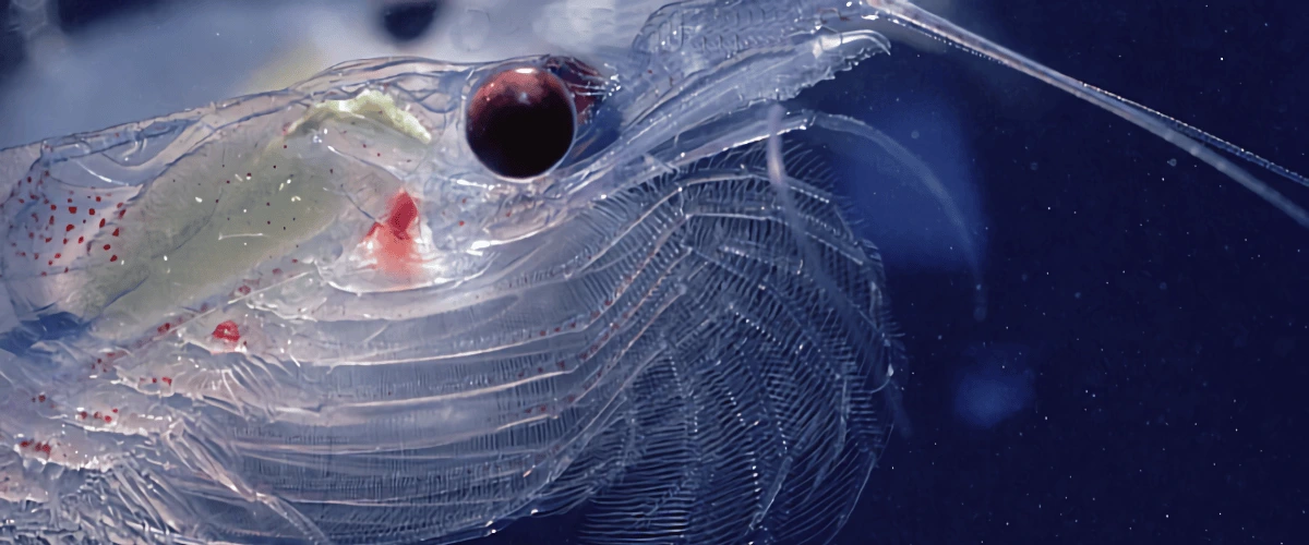 krill-from-antarctic
