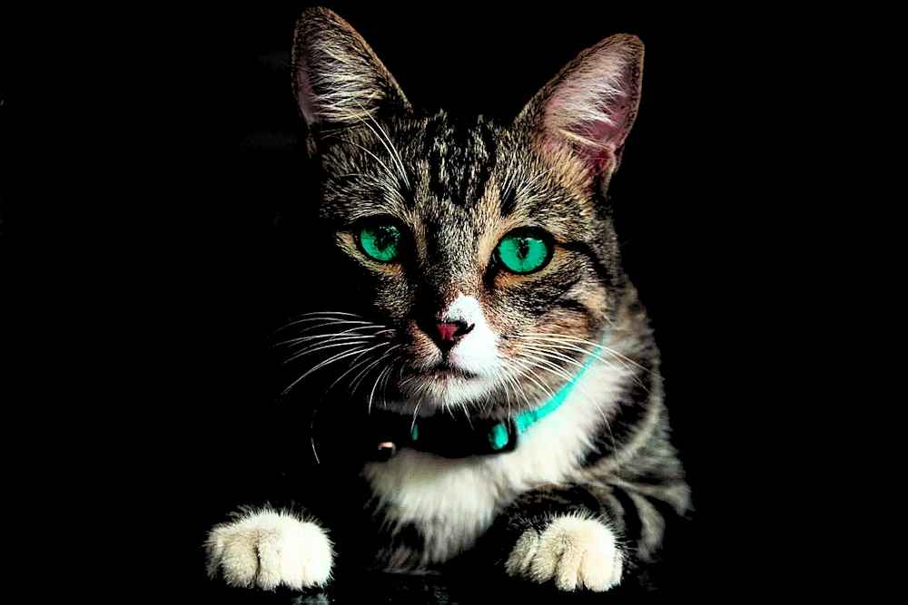 medical-disclaimer-cat